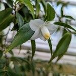 Camellia salicifolia