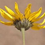 Helianthus gracilentus ফুল