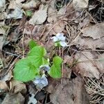 Viola blanda Flower