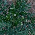 Parthenium hysterophorus Blomst