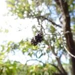 Agarista salicifolia Fruit