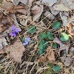 Viola sororia برگ