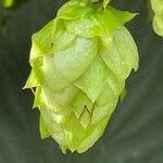 Humulus lupulusFlor