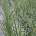 Cordyline indivisa Bark