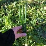 Allium cepa Hoja