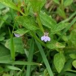 Lindernia dubia 葉