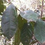 Combretum illairii Hoja
