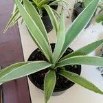 Agave vivipara Folio