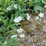 Potentilla alba 花