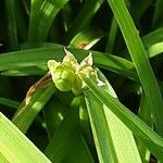 Liriope muscari Flower