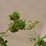 Medicago littoralis Ffrwyth