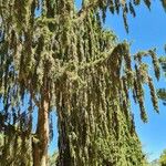 Cupressus pendula Blatt