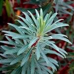 Euphorbia dendroidesBlad