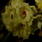 Rhododendron lacteum Квітка