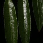 Mabea montana Leaf