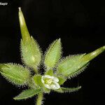 Cerastium dichotomum Flower