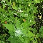 Chenopodium giganteum পাতা