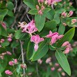 Lonicera tataricaFlower