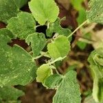 Abutilon indicum Foglia