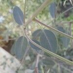 Eucalyptus polyanthemos Лист