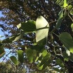 Bauhinia forficata Liść