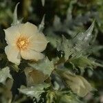 Mentzelia involucrata Flower