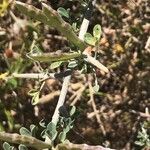 Cytisus spinosus Плод