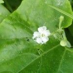 Trichosanthes cucumerina Blüte