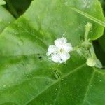 Trichosanthes cucumerina Flor