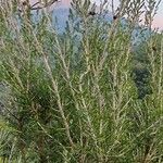 Erica arborea 整株植物