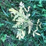 Ammi majus Leaf