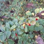 Berberis thunbergiiVaisius