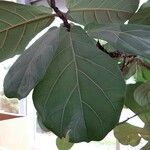 Ficus lyrata ᱥᱟᱠᱟᱢ