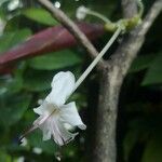 Clerodendrum indicumBlomst