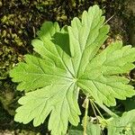 Geranium aculeolatum Leaf