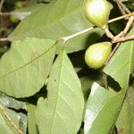 Rinorea hummelii Fruit