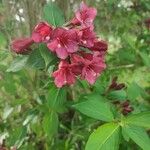 Weigela floridaFlor