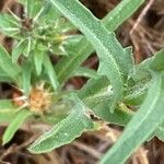 Centaurea melitensis Hoja