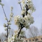 Prunus cerasusফুল