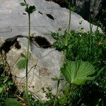 Geum pyrenaicum Habitus