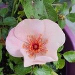 Rosa stylosa Kvet
