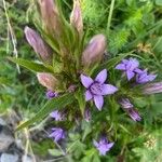 Gentianella germanicaFlower