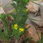 Neatostema apulum Hábito