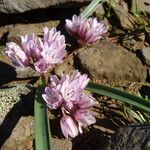 Allium cratericola Flower