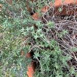 Thymus herba-barona برگ