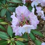 Rhododendron maoerense Flower