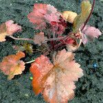 Heuchera sanguinea 葉