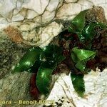 Asplenium sagittatum Natur