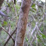 Thiollierea parviflora Corteza
