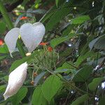 Mussaenda frondosa 葉